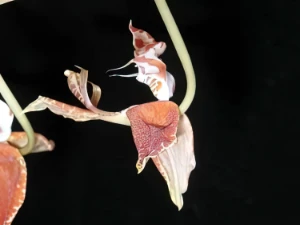 Image de Gongora pseudoatropurpurea 2